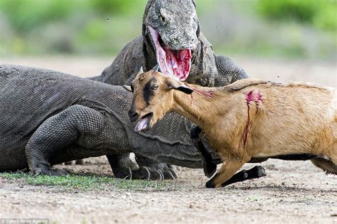 Pair of Komodo dragons catch and kill an unsuspecting goat in Indonesia