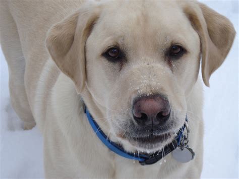 Labrador Gelb Hund Kostenloses Foto Auf Pixabay Pixabay