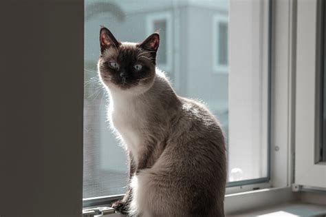 kucing siam  menggemaskan bersenangsenang  jendela  terbuka