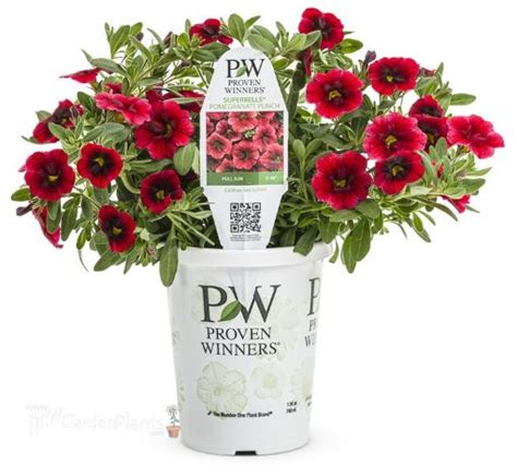 Superbells® Pomegranate Punch Calibrachoa New Garden Plants