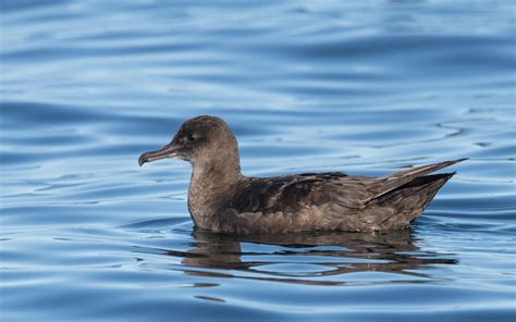 Sooty Shearwater | Audubon Field Guide