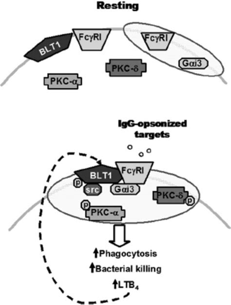 Proposed Model For The IgG Induced Fc RI BLT1 G I3 Src Complex In