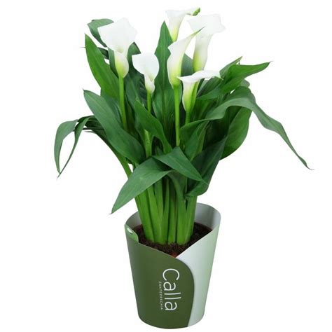 Калла Zantedeschia белая D12 H40 купить в Санкт-Петербурге