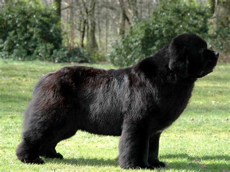 Large Giant Dog Breeds - lema