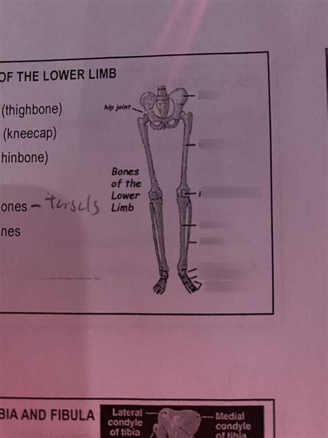 Bones of the lower limb Diagram | Quizlet