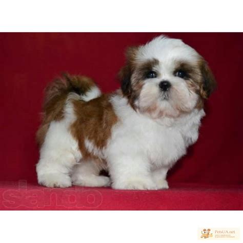 Модна порода-ши-тцу чудові малюки для вас, Львовская обл — PetsUA