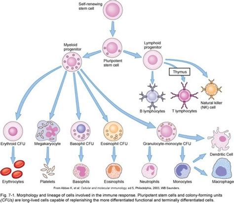 Microbiology Innate Immunity Flashcards Quizlet