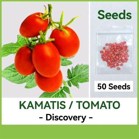 kamatis tomato seeds discovery variety vegetables seeds shopee