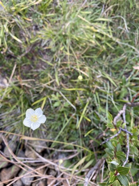 Marsh Grass Of Parnassus From Mack Lake Bishop Ca Us On August