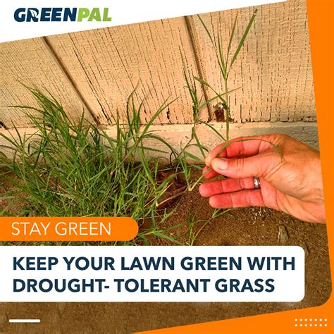 The Helpful Guide You Need For Drought Tolerant Grasses Greenpal