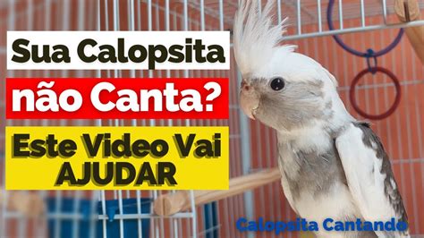 Calopsita Cantando Cantos De Calopsitas Para Treinar Calopsita Assobio