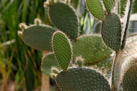 Aprenda Como Plantar E Cultivar Cactos Blog Da Plantei