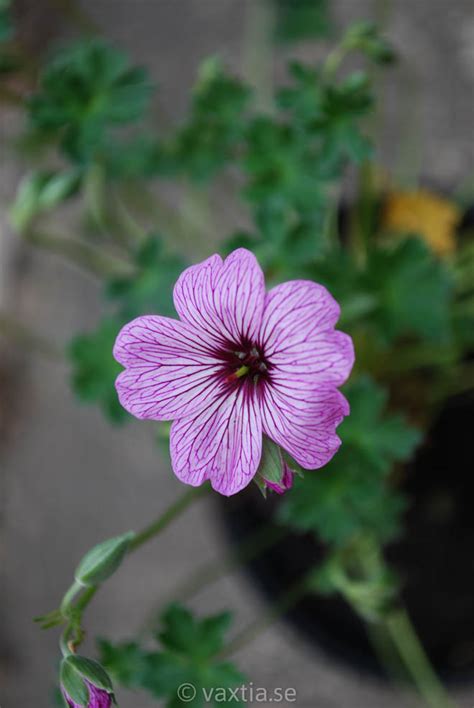 Växtia » Geranium cinereum ’Ballerina’