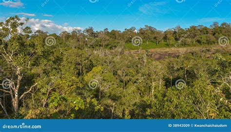 Dry Evergreen Forest Stock Image Image Of Beautiful 38942009