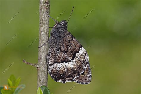 Gro Er Waldportier Bild Bestellen Naturbilder Bei Wildlife Media