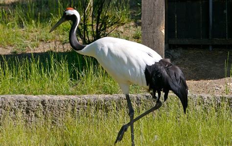 Red Crowned Crane | The Animal Facts | Appearance, Diet, Habitat