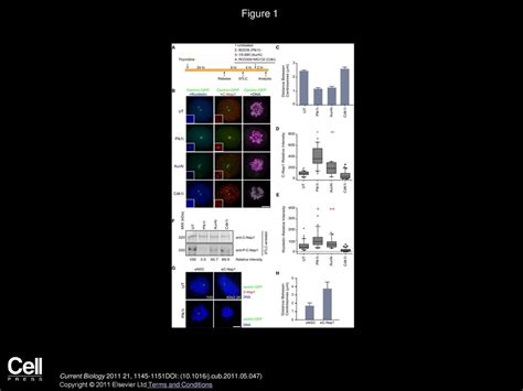Plk1 Controls the Nek2A-PP1γ Antagonism in Centrosome Disjunction - ppt ...