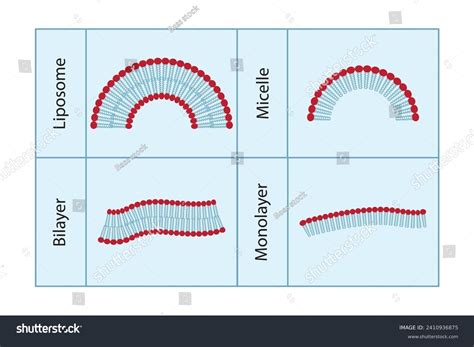 Diagram showing phospholipid structures - - Royalty Free Stock Vector ...