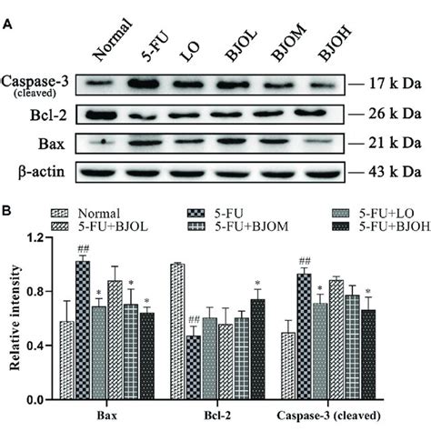 The Effects Of Bjo On The Protein Expression Of Baxbcl And Caspase