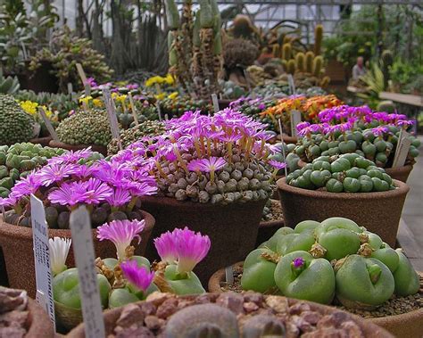 lithops divergens gardensonline