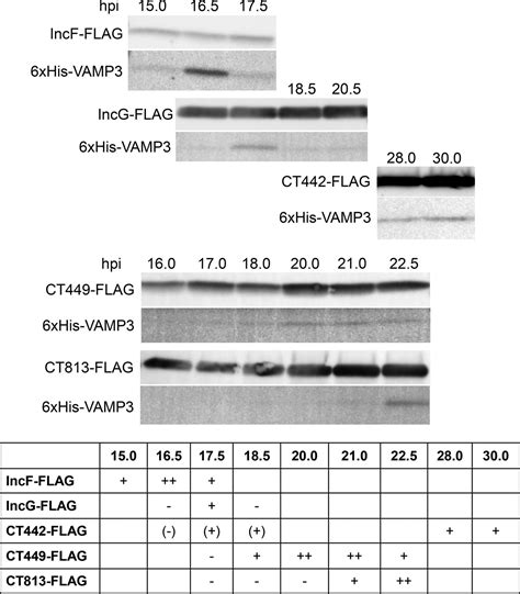 Eukaryotic SNARE VAMP3 Dynamically Interacts with Multiple Chlamydial
