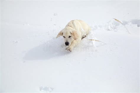 Perro De Perrito Del Labrador Retriever Del Invierno Foto De Archivo