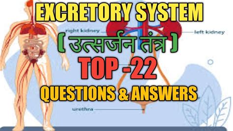 Excretory System Questions Answers Youtube