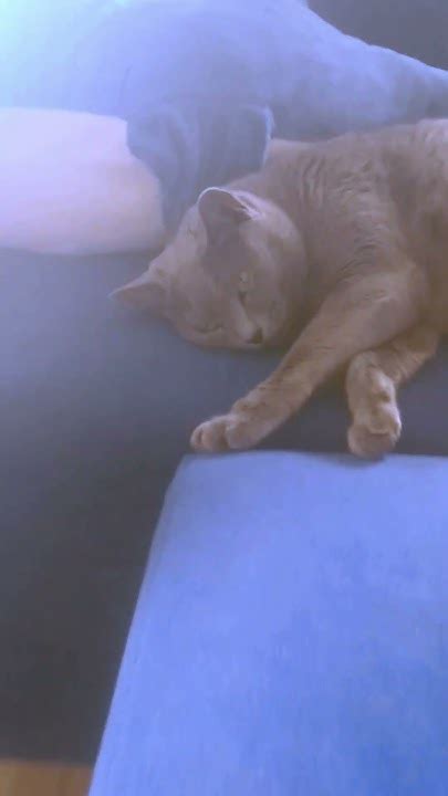 Котик | 7 | 🐈 #shorts - YouTube