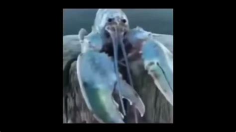 Super Scary Blue Lobster Jumpscare Youtube