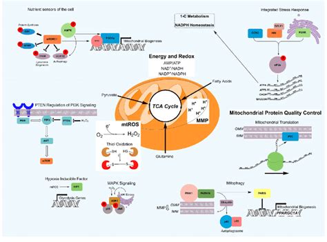 Figure 1 Biosynthetic Nodes Within Mitochondria Metabolic Pathways