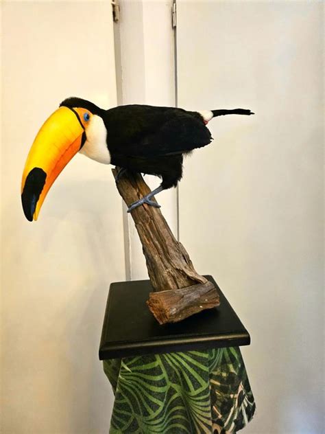 Toco Aka Giant Toucan Ramphastos Toco With Proof Of Catawiki