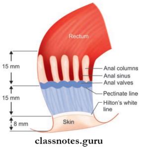 Rectum And Anal Canal Question And Answers Class Notes