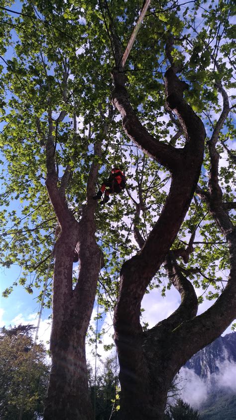 Potatura E Abbattimento Di Alberi In Tree Climbing In Val Camonica