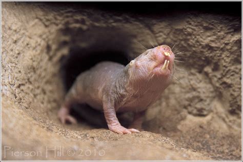 Naked Mole Rat Heterocephalus Glaber Naked Mole Rats Are Flickr