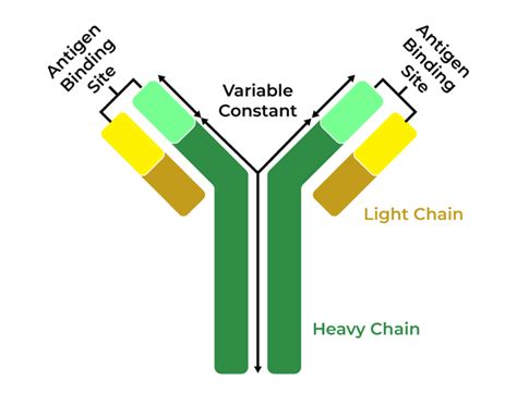 Antibody Structure Functions And Types Geeksforgeeks