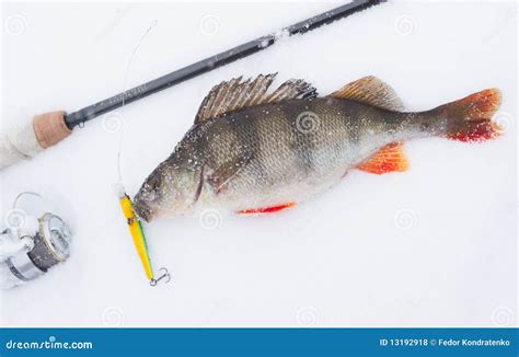 Pesca Extrema Do Inverno Foto De Stock Imagem De Linha