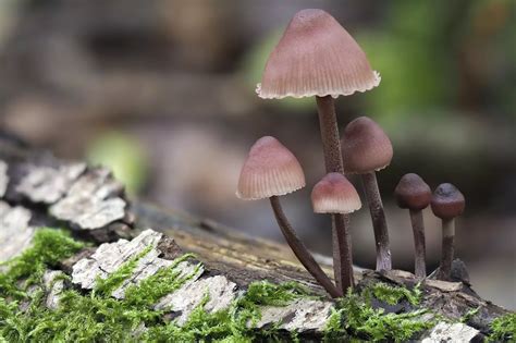 10 Биолюминесцентных грибов, которые светятся в темноте