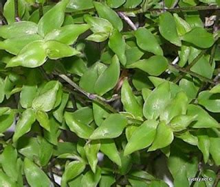 цветы: Традесканция - проще простого