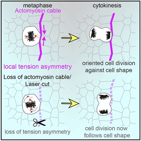 Actomyosin-Driven Tension at Compartmental Boundaries Orients Cell ...