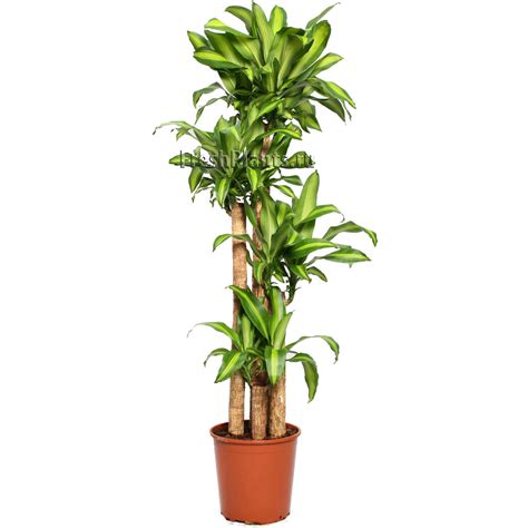 Драцена душистая Массанжеана - купить в интернет-магазине FreshPlants ...