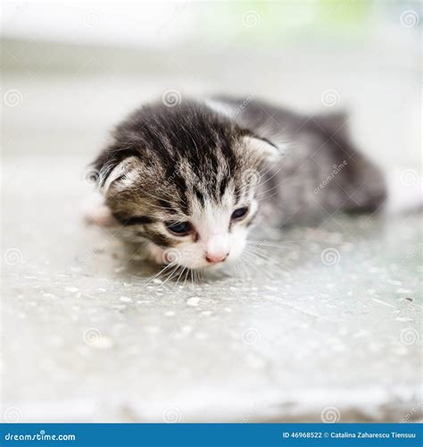 Stray kitten stock photo. Image of fence, protection - 46968522