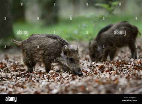 Young wild boar piglets Stock Photo - Alamy