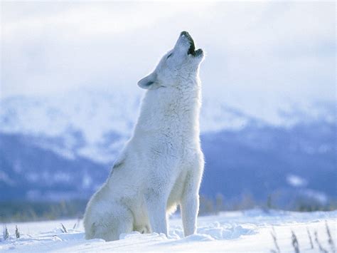 Tundra Animals Arctic Fox Tundra Collegesportsmatchups Ecosystem
