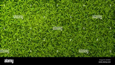 Green Grass Realistic Top View Spring Lawn Ground Cover Natural