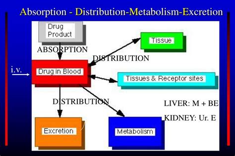 PPT Pharmacokinetics PowerPoint Presentation ID 5708450