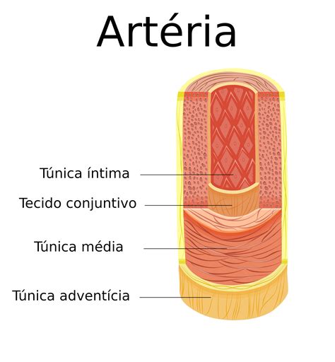 O Sistema Cardiovascular E Todas As Suas Estruturas Como Arterias