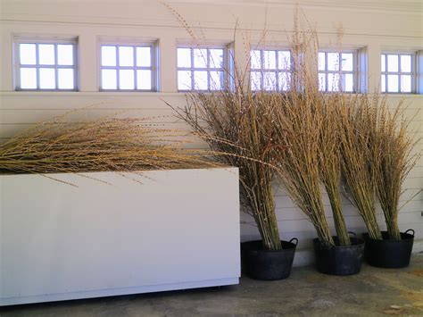 Cutting Pussy Willows At The Farm The Martha Stewart Blog