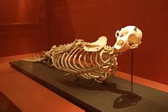 Category:Monachus anatomy - Wikimedia Commons