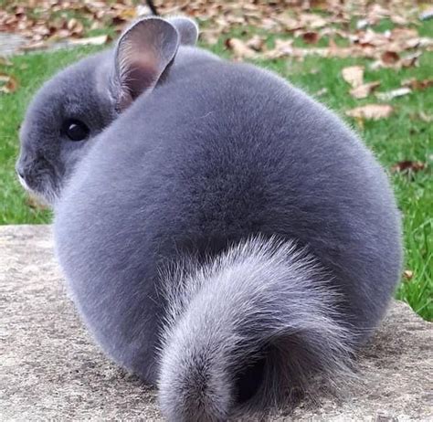 Violet Chinchilla Cute Baby Animals Chinchilla Pet Cute Animals