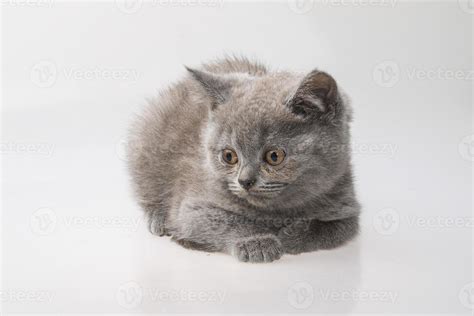 gato fold escocés sobre fondo blanco 8910961 Foto de stock en Vecteezy